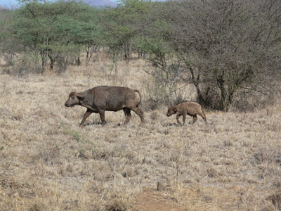 Büffel Afrika